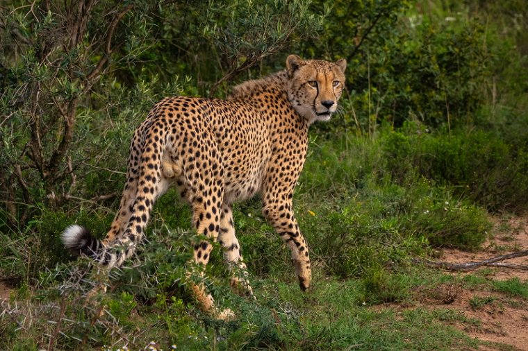 094 Port Elizabeth, Pumba Private Game Reserve, Zuid-Afrika.jpg